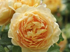 One of the largest-flowered English Roses, bearing rich yellow blooms in the form of giant cups. They have a strong Tea fragrance, developing wonderfully combined notes of Sauternes wine and strawberry. It forms a rounded shrub, with ample foliage the flowers held beautifully poised on long, arching branches. David Austin, 1992.