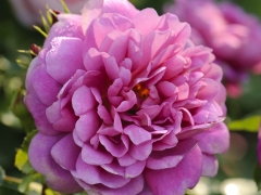 The young flowers are deep pink, almost red, fading to pure rich pink. The rather narrow petals are unusually substantial, with a hint of yellow on their undersides. Held in large, fragrant clusters, they are produced with remarkable freedom. A particularly healthy variety; it forms a bushy, upright shrub with thick, succulent, highly polished foliage. Named for Her Royal Highness, the Princess Royal.. David Austin, 2010.