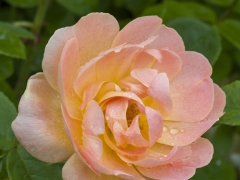 Graceful semi-double flowers, of a pleasing apricot, are produced from the ground upwards, and are held in large heads of up to fifteen nicely spaced blooms. They have a beautiful open-cup shape, loosely filled with about twenty petals, arranged around a cluster of golden stamens. It forms an extremely healthy shrub with tall, airy growth. Named after the much-loved piece of music by Ralph Vaughan Williams.