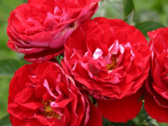 Rose Der Einheit®