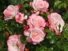 Rosenstadt Freising®