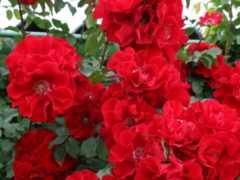 Roter Korsar®