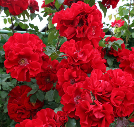 Roter Korsar®