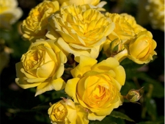 Sommergold3