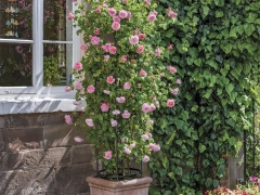 Beautiful at all stages, bearing small clusters of mid pink, medium-large, cupped rosettes. They have a strong, delicious myrrh and heather honey fragrance. The arching branches are clothed in glossy, dark foliage. Named after the gothic revival house in Twickenham, London, built by Horace Walpole.