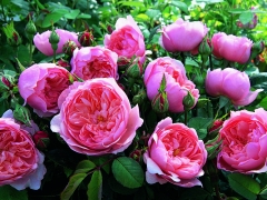 Pretty, many petalled, cupped blooms of soft pink. There is a rich Old Rose fragrance with raspberry notes. It flowers in flushes from early summer until the first frosts. It forms a nicely rounded, slightly upright, bushy shrub with plentiful, glossy green foliage.