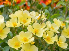 Its beauty is found in the simplicity of its single yellow flowers and the spectacular display they create when viewed en masse. They are held in large, open sprays on a rounded, branching shrub. Named to celebrate the 25th anniversary of Annie Tempest’s classic weekly cartoon.