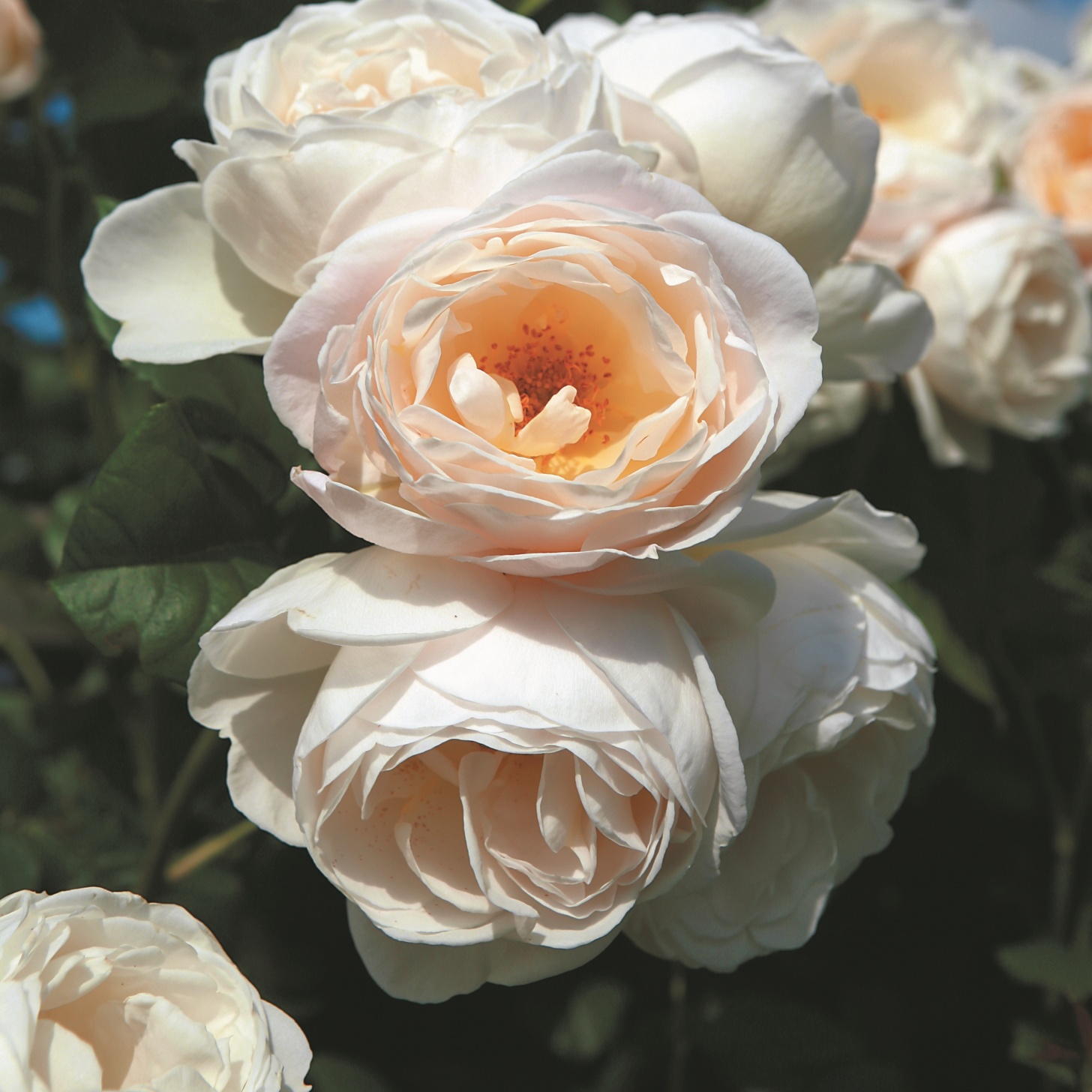 Uetersener Klosterrose
