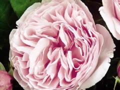 Gartentraume