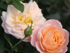 Peach Clementine